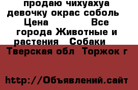продаю чихуахуа девочку,окрас соболь › Цена ­ 25 000 - Все города Животные и растения » Собаки   . Тверская обл.,Торжок г.